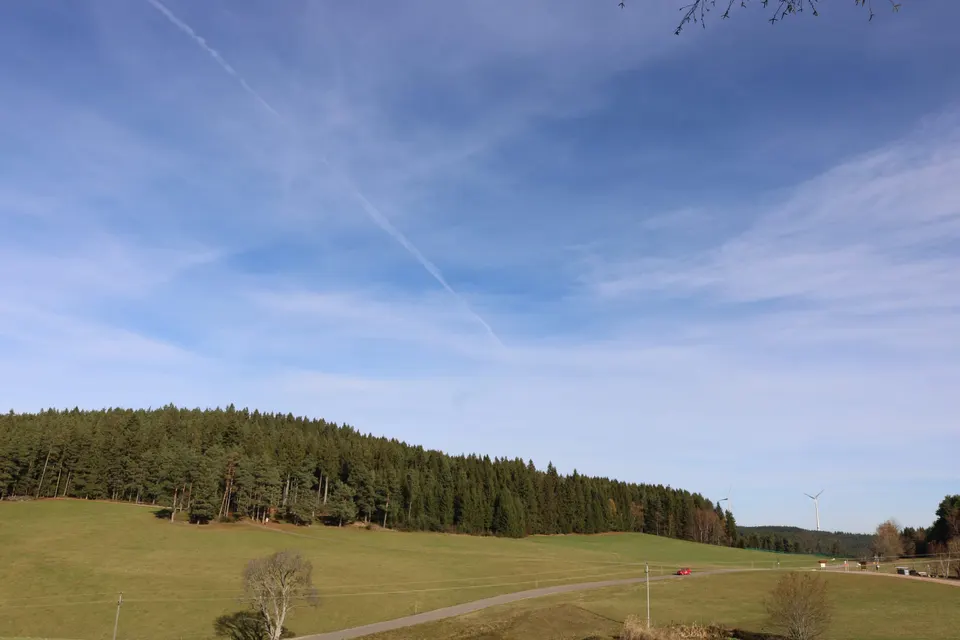 Meadows and forest around the inn